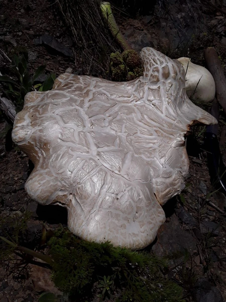 Erzincan’da 7 kilo 300 gram ağırlığında mantar bulundu