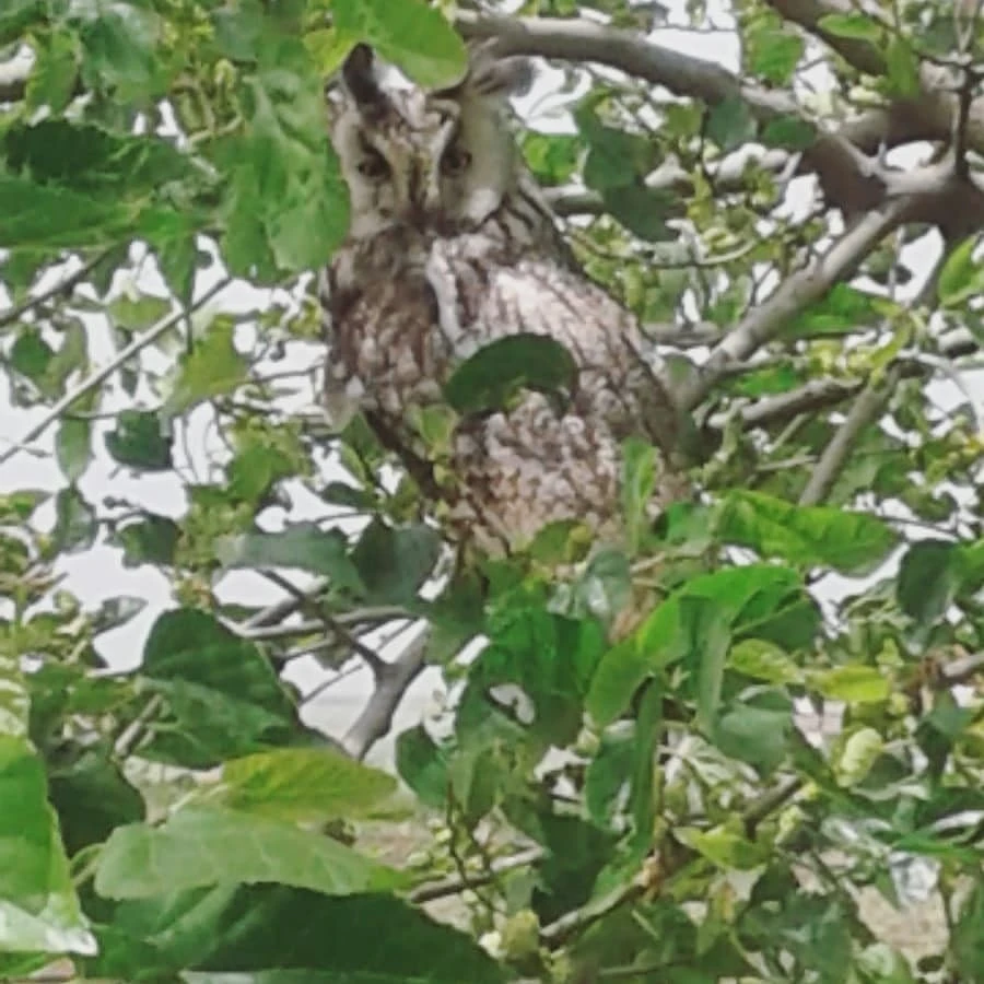 Diyarbakır'da nesli tükenme tehlikesi altındaki boynuzlu baykuş görüntülendi