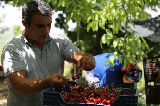 Türk kirazı Çin seddini aştı
