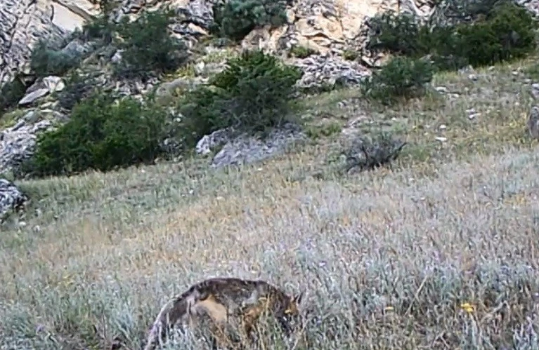Erzurum'da fotokapanlar yaban hayatının gizemli anlarını kaydetti