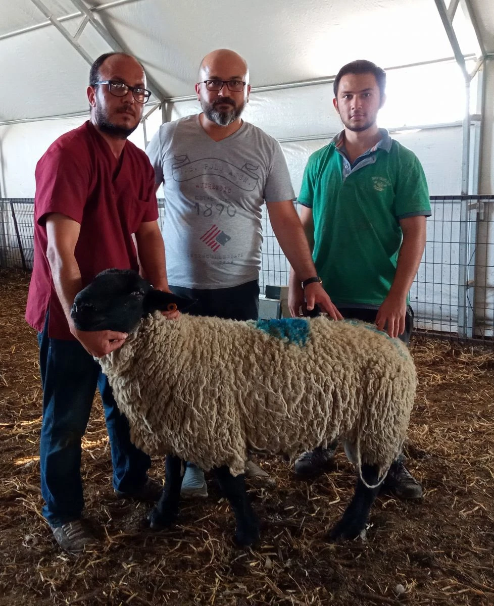 Bu hayvanların fiyatı dudak uçuklatıyor