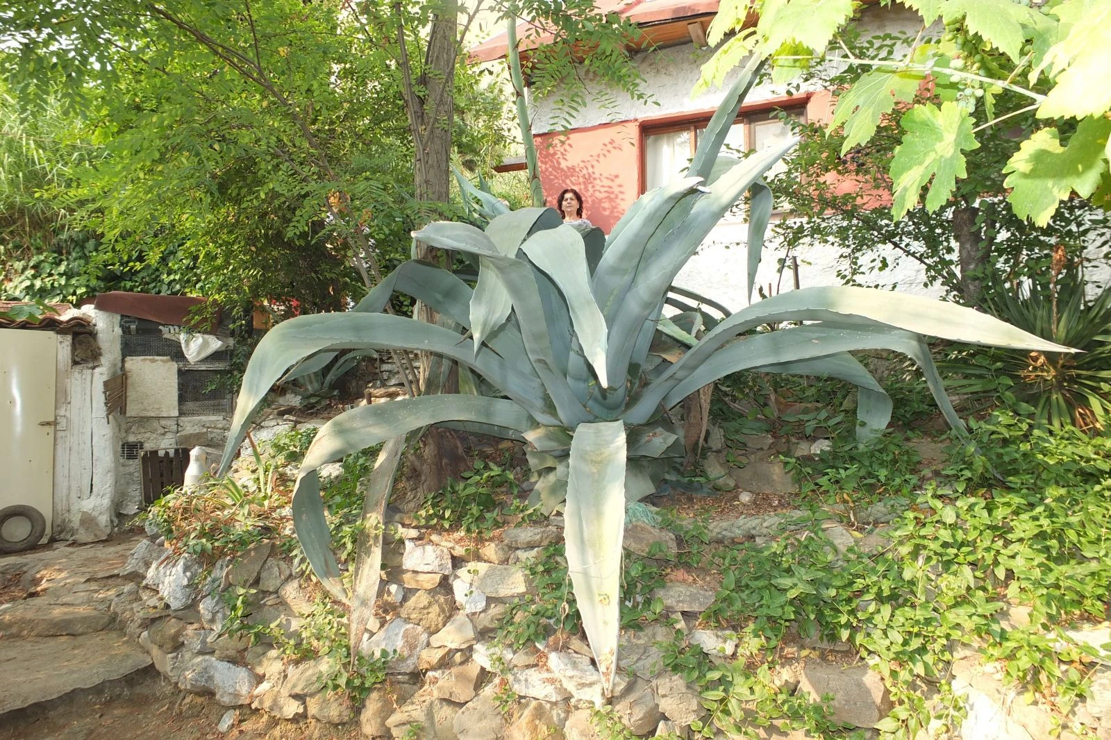 Ekildiği tarihten 46 yıl sonra çiçek açtı