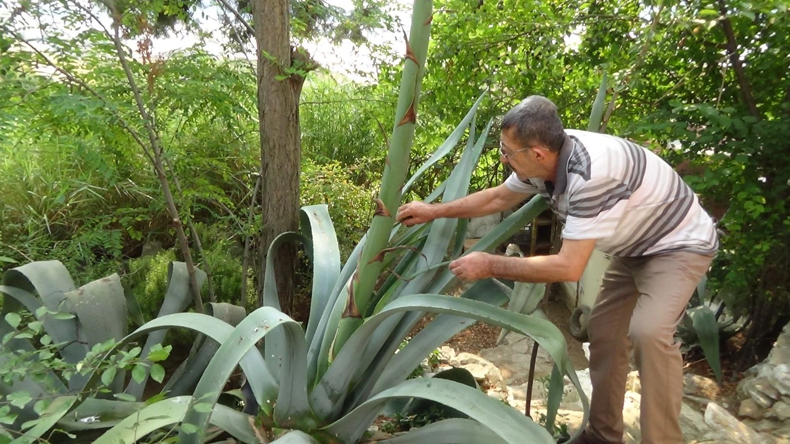 Ekildiği tarihten 46 yıl sonra çiçek açtı