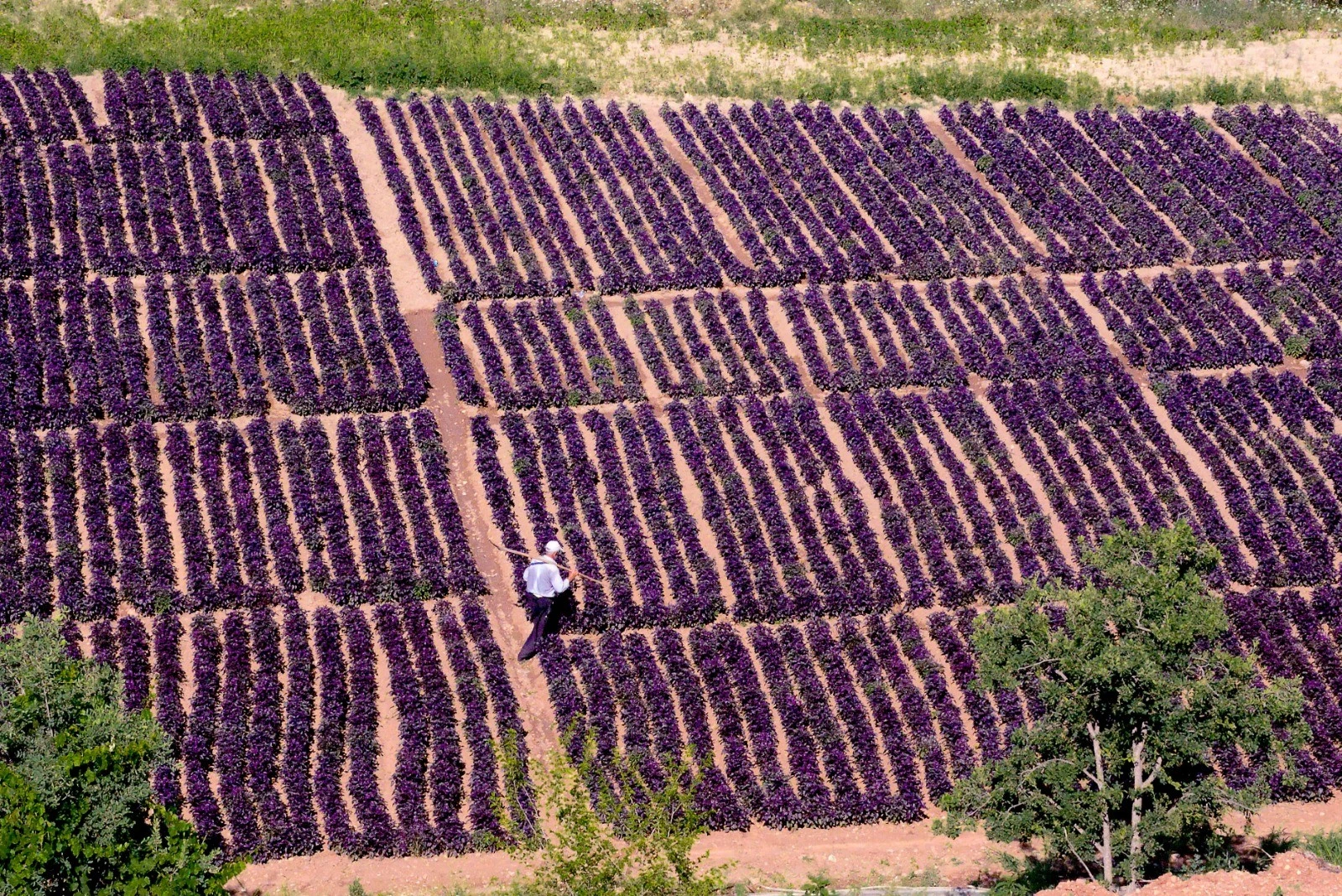 Hem şifa kaynağı, hem de bir ilçenin geçim kaynağı