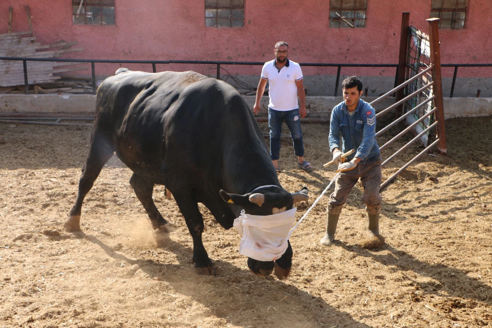 2 tonluk 'siyah inci' alıcılarını bekliyor