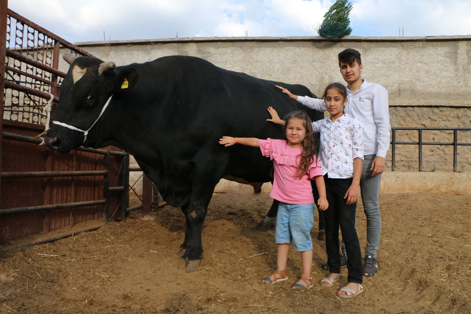 2 tonluk 'siyah inci' alıcılarını bekliyor