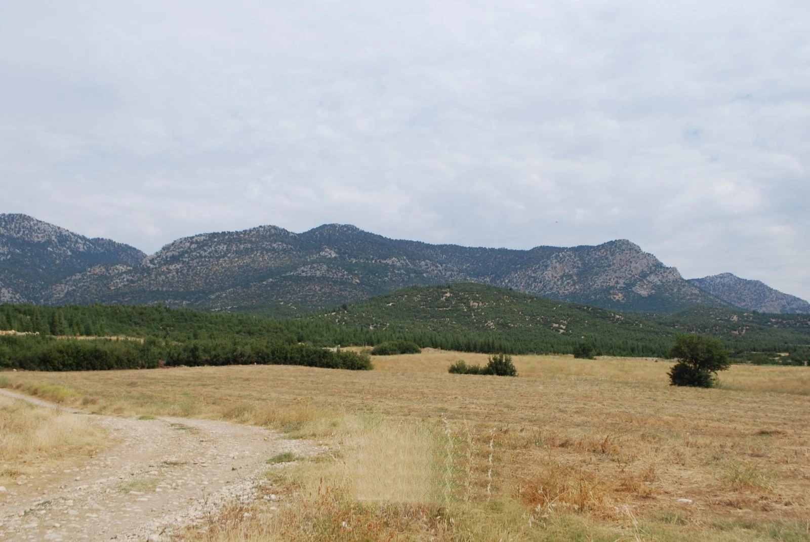 20 yıl önce yanan orman yeniden canlandı