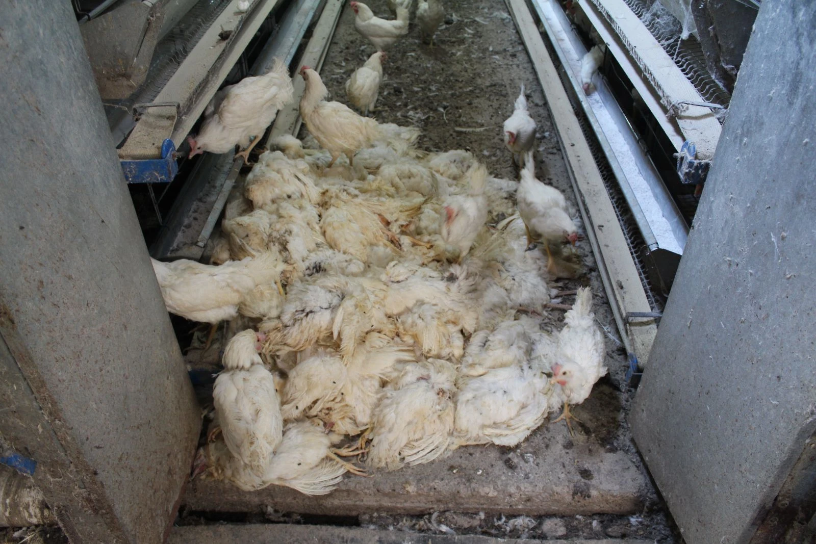 Denizli’de haciz katliamı: 40 bin tavuk telef oldu