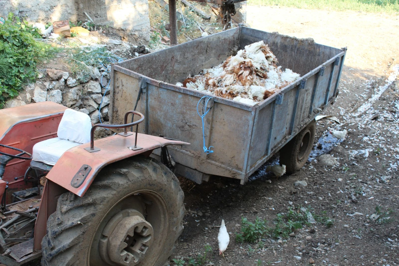 Denizli’de haciz katliamı: 40 bin tavuk telef oldu