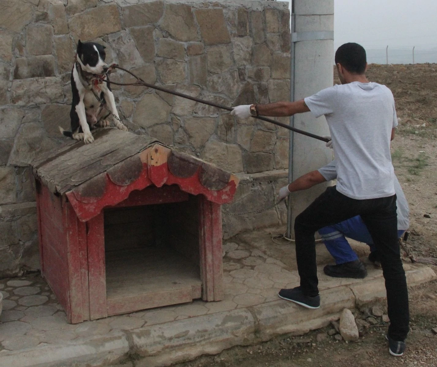 Pitbullarla korunan şatoya veterinerli polis baskını