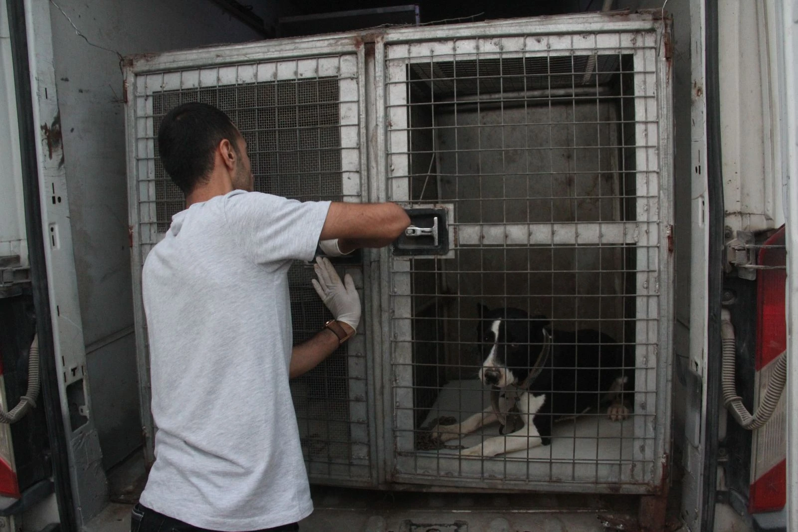 Pitbullarla korunan şatoya veterinerli polis baskını