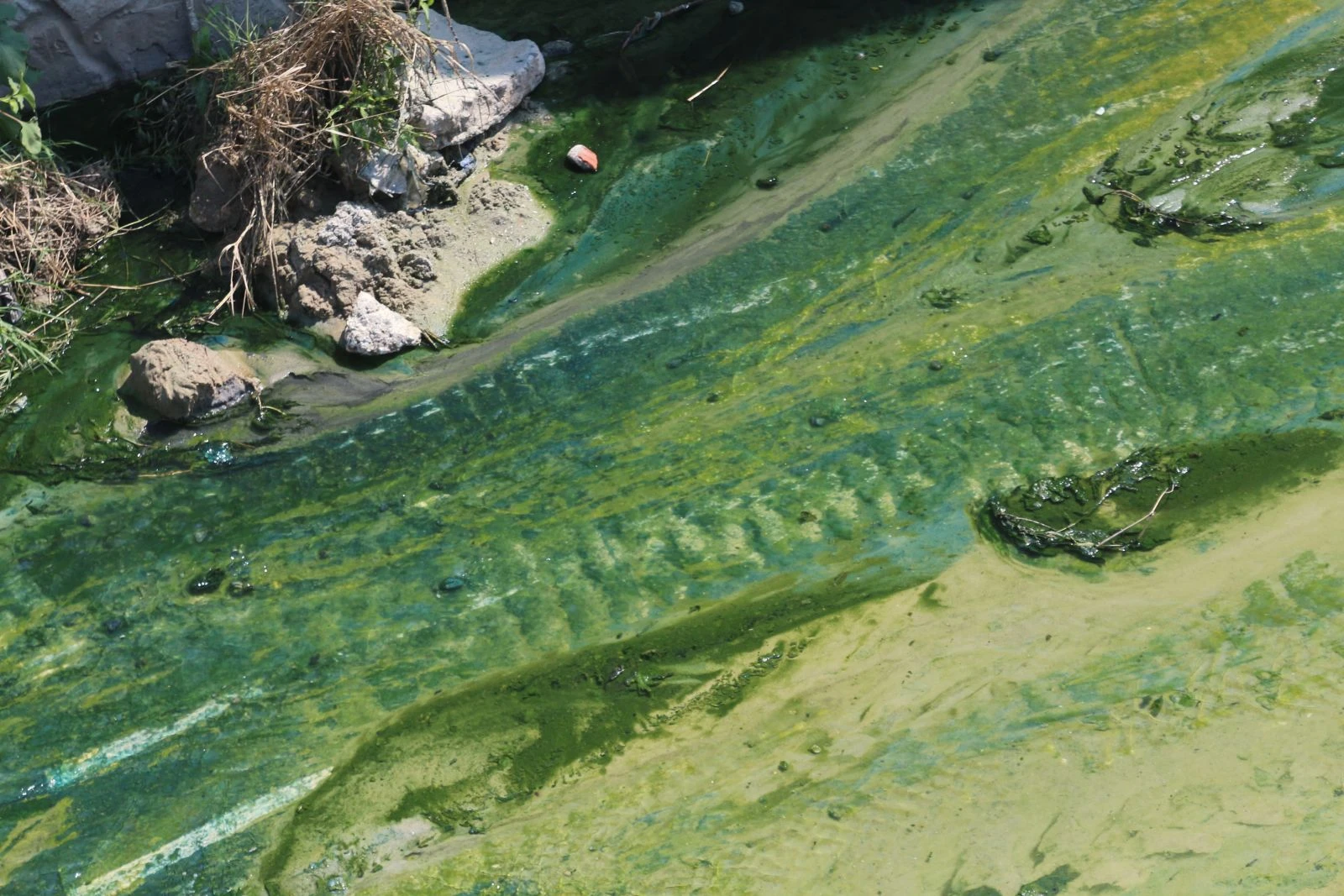 Vatandaş isyan etti: Zehirleniyoruz