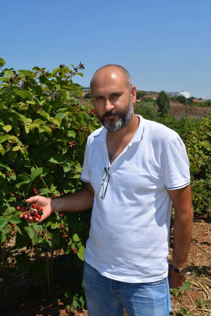 Böğürtlen ekti, siparişlere yetişemiyor