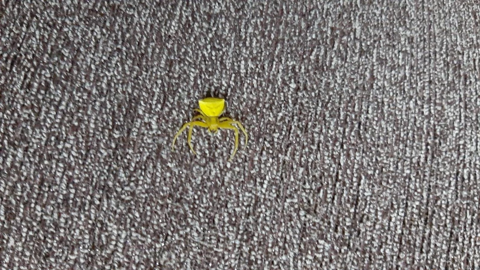 İnsan yüzlü örümceğe gözü gibi bakıyor