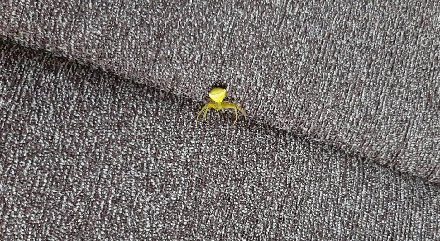 İnsan yüzlü örümceğe gözü gibi bakıyor