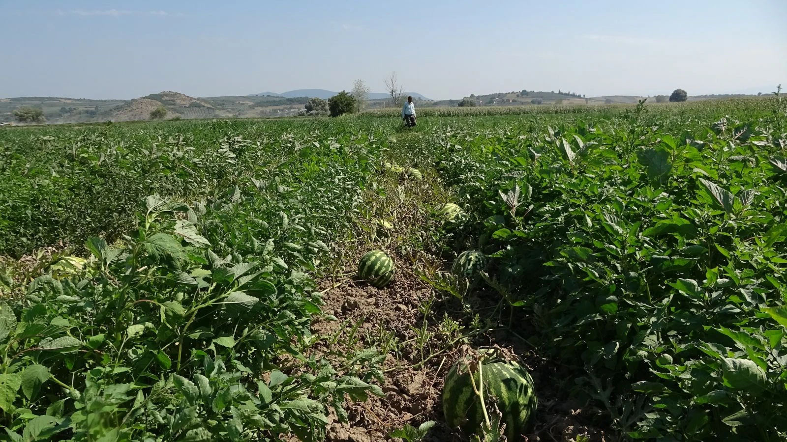 Zararına satmak için bekliyorlar ama alıcı yok
