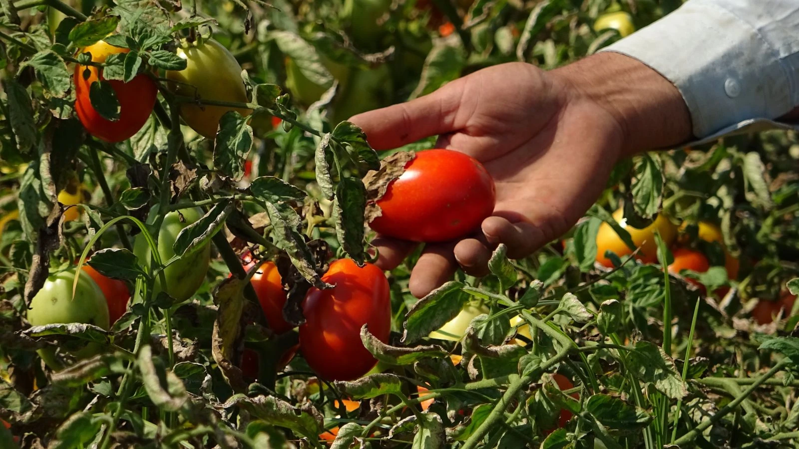 Zararına satmak için bekliyorlar ama alıcı yok