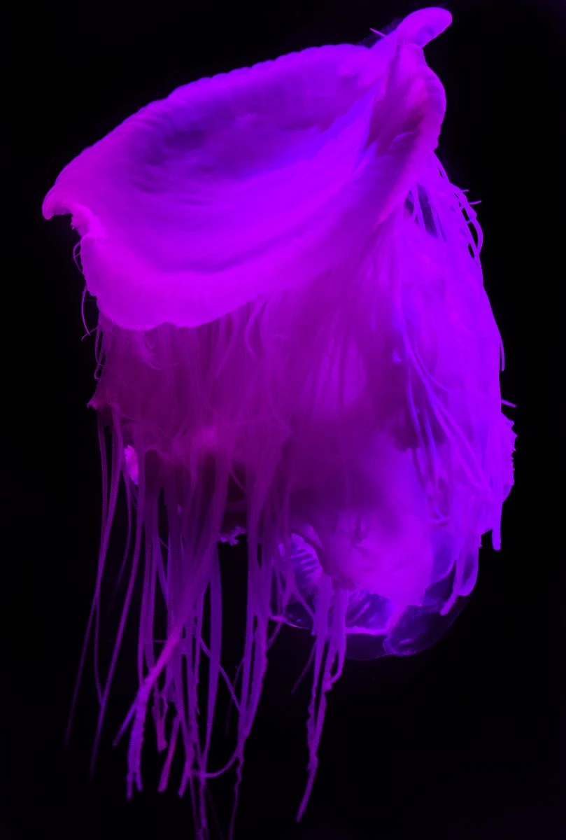 Gece dalışında denizanası sürprizi