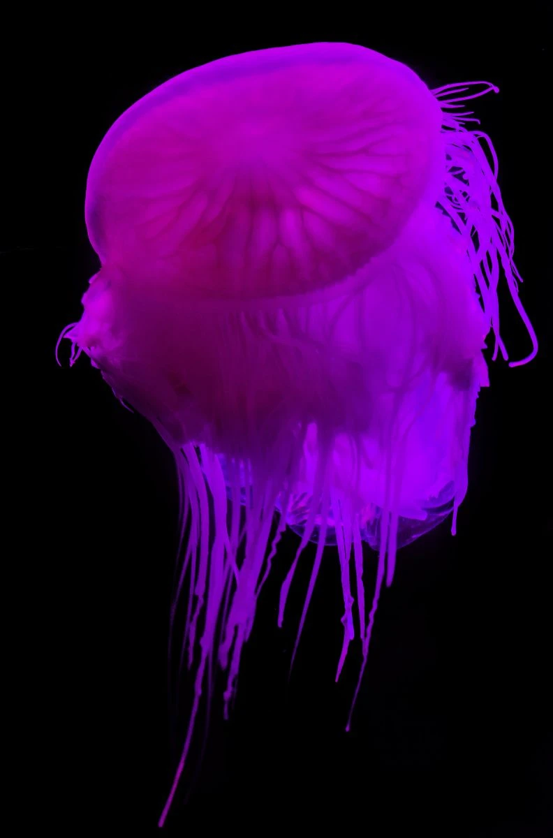 Gece dalışında denizanası sürprizi