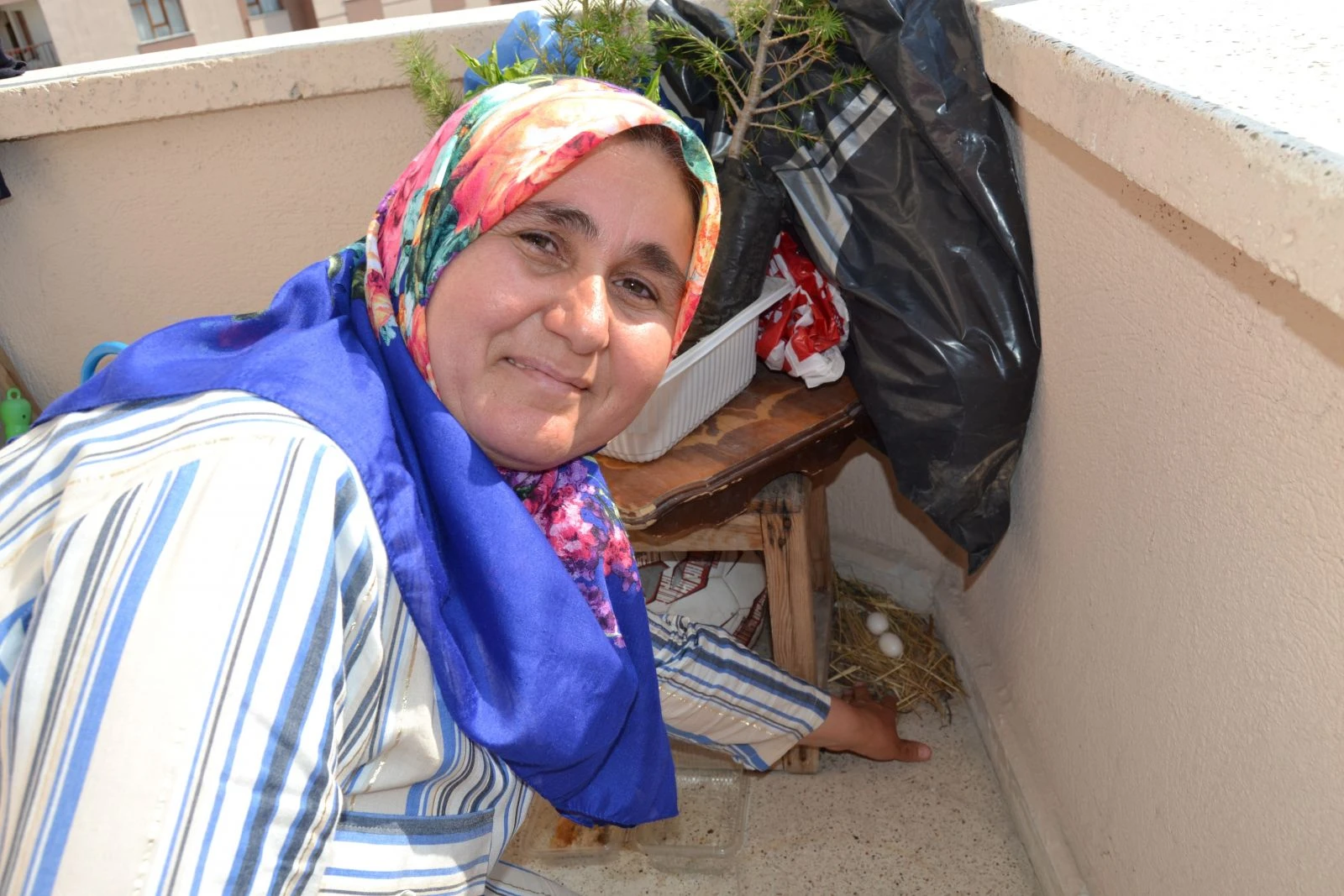 Yumurtlayan güvercine gözleri gibi bakıyorlar