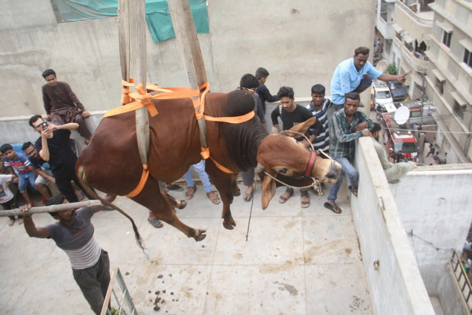 Kurbanlık sığırları vinçle indirdiler
