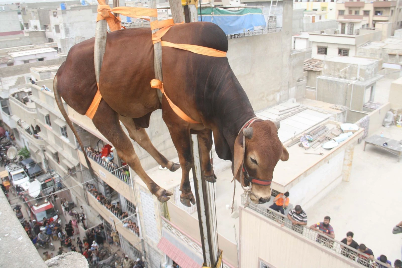 Kurbanlık sığırları vinçle indirdiler