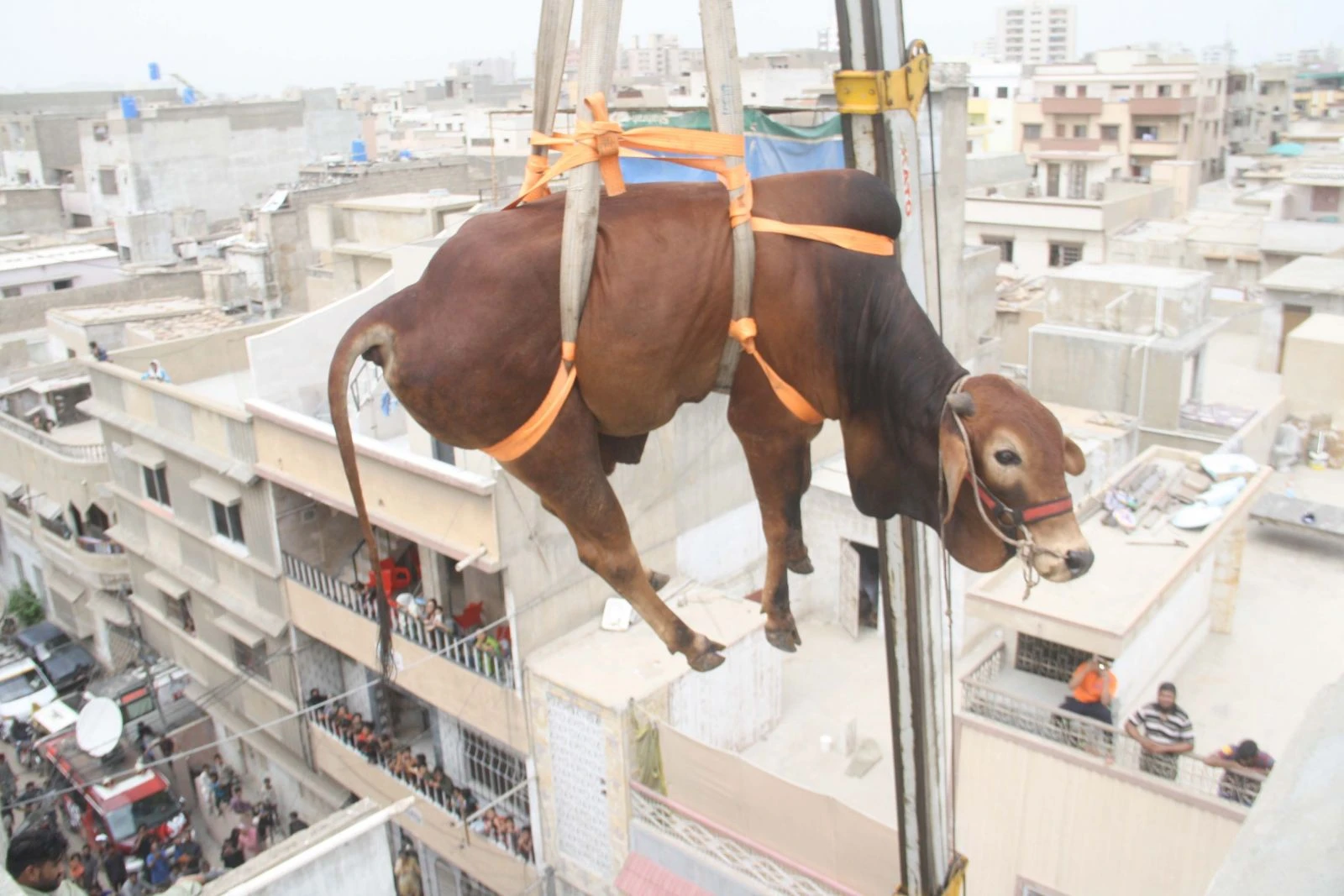 Kurbanlık sığırları vinçle indirdiler