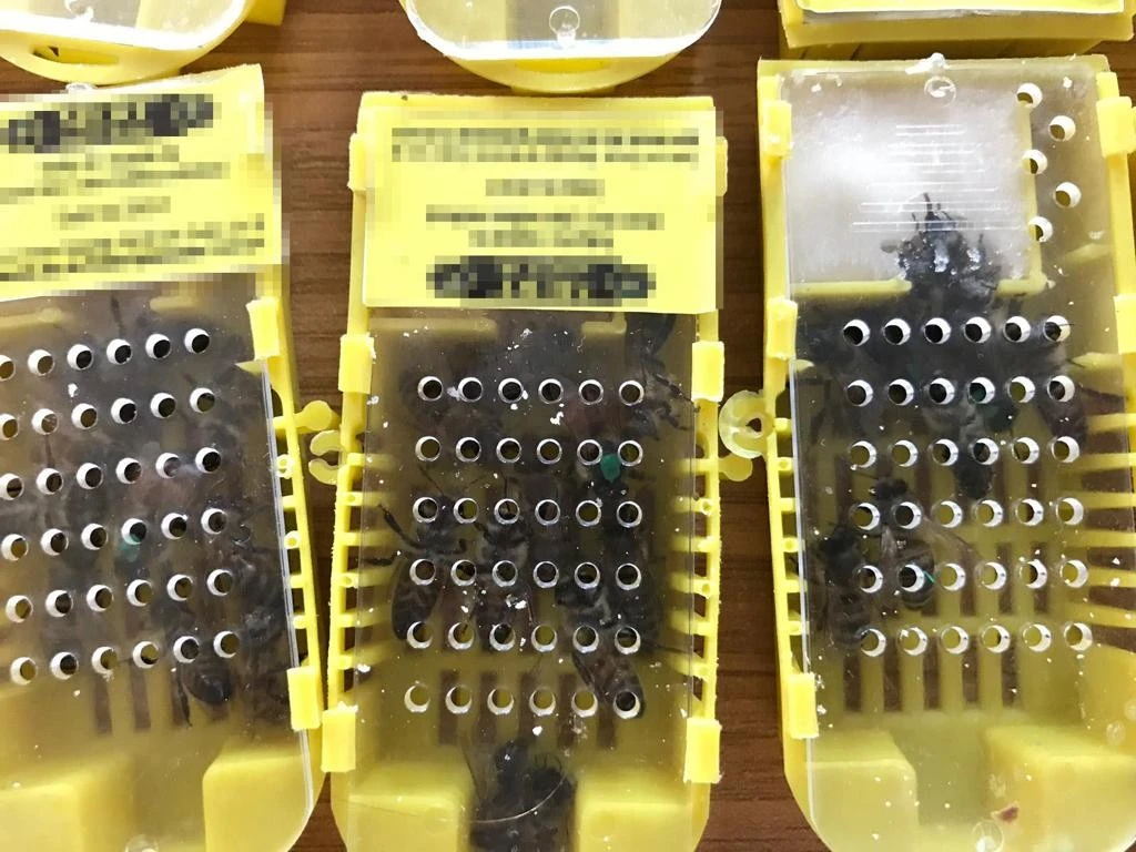 Yurt dışına kaçıracaklardı! Sabiha Gökçen'de yakalandı