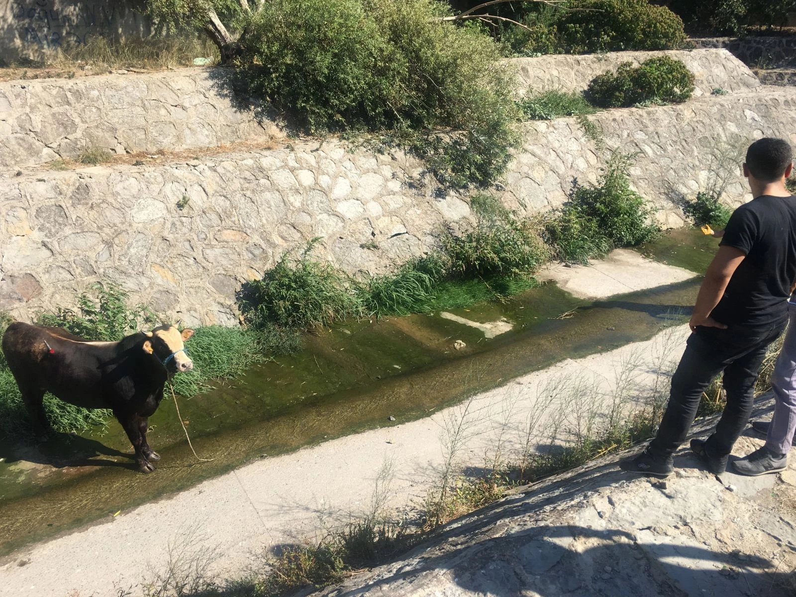 Sahibinin elinden kaçan kurbanlık derede mahsur kaldı