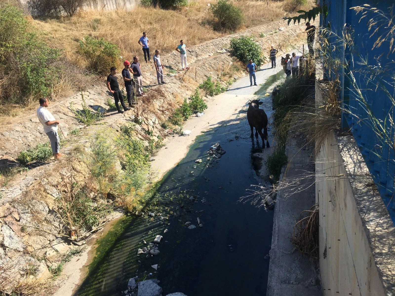 Sahibinin elinden kaçan kurbanlık derede mahsur kaldı