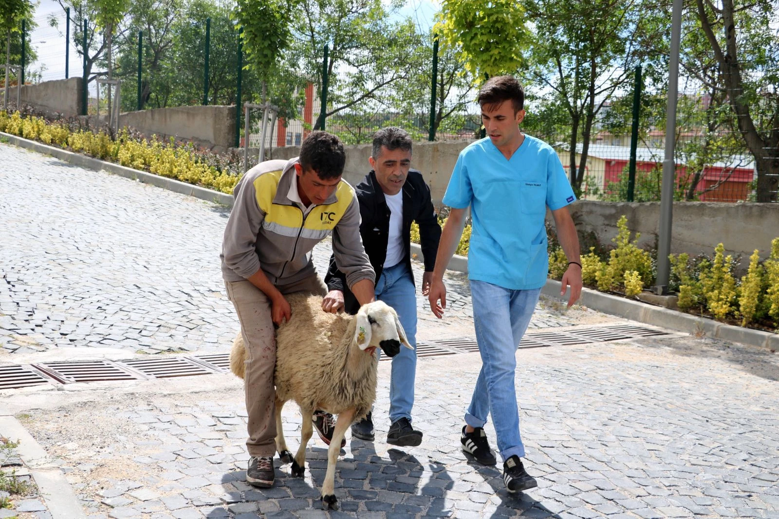 Sahibinden kaçan koyun soluğu acil serviste aldı