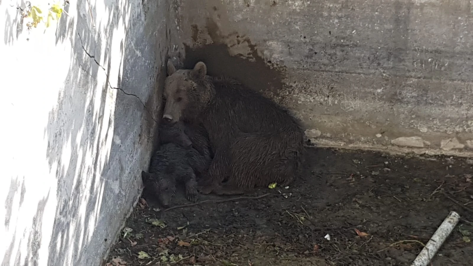 Ayı ailesine kurtarma operasyonu