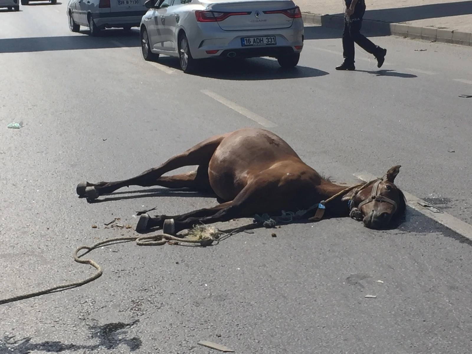 Yüzlerce kiloluk atlar havaya uçtu