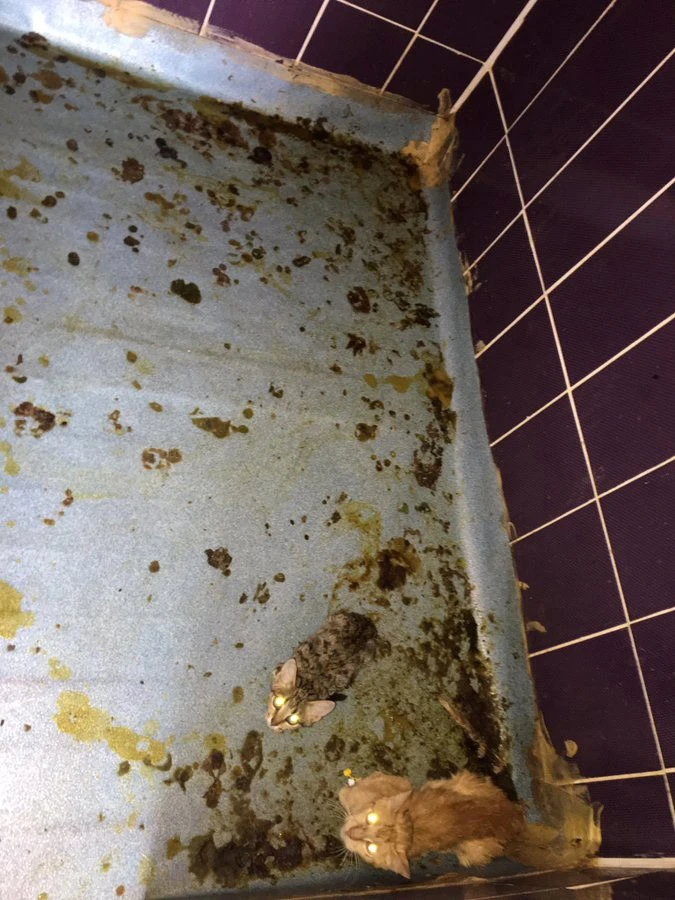 HDP’li belediye Mardin’de hayvanlara dehşeti yaşatmış