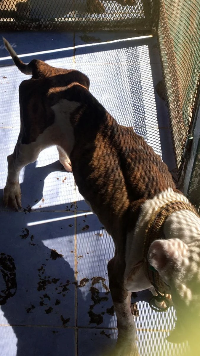 HDP’li belediye Mardin’de hayvanlara dehşeti yaşatmış