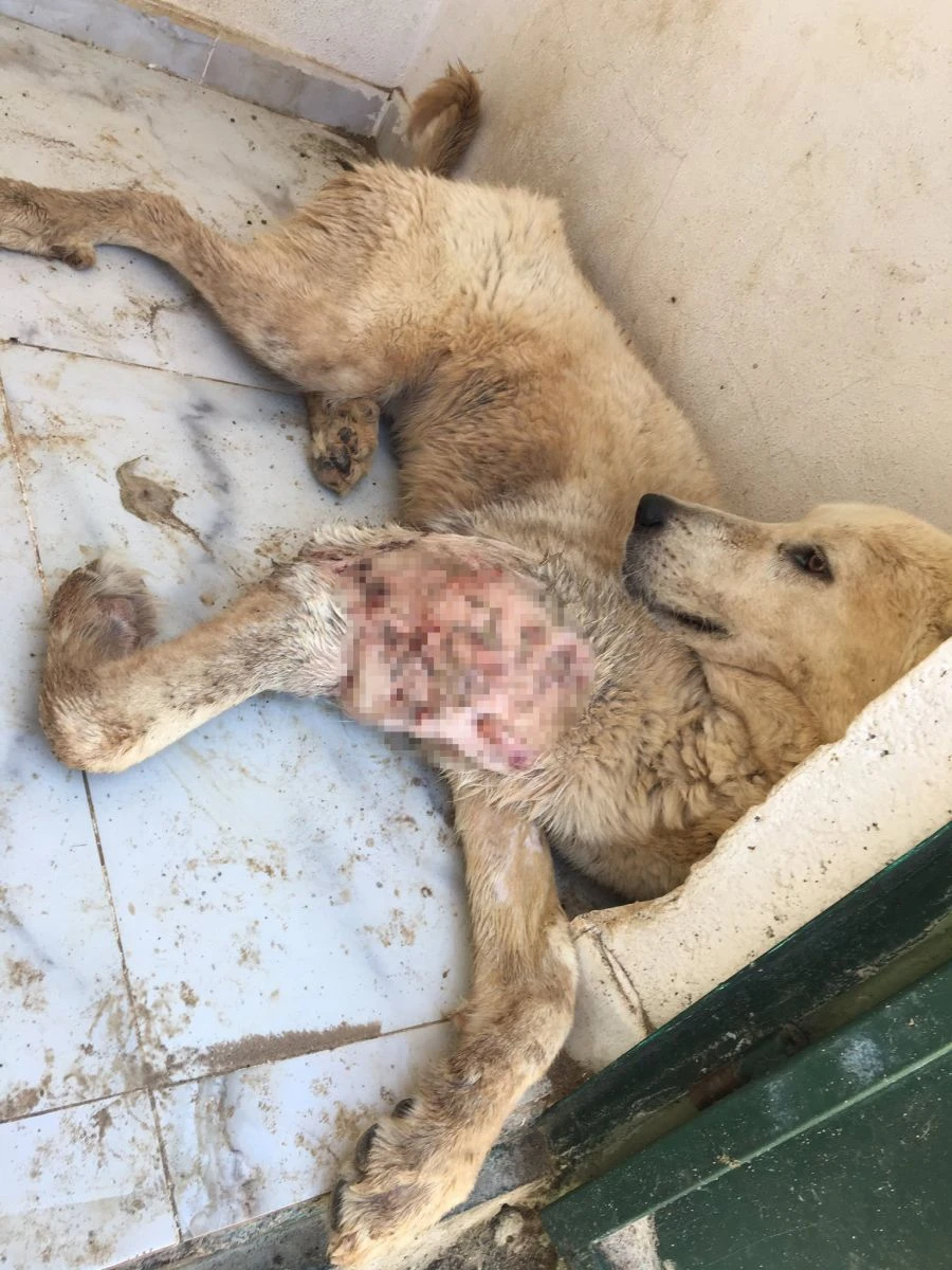 HDP’li belediye Mardin’de hayvanlara dehşeti yaşatmış