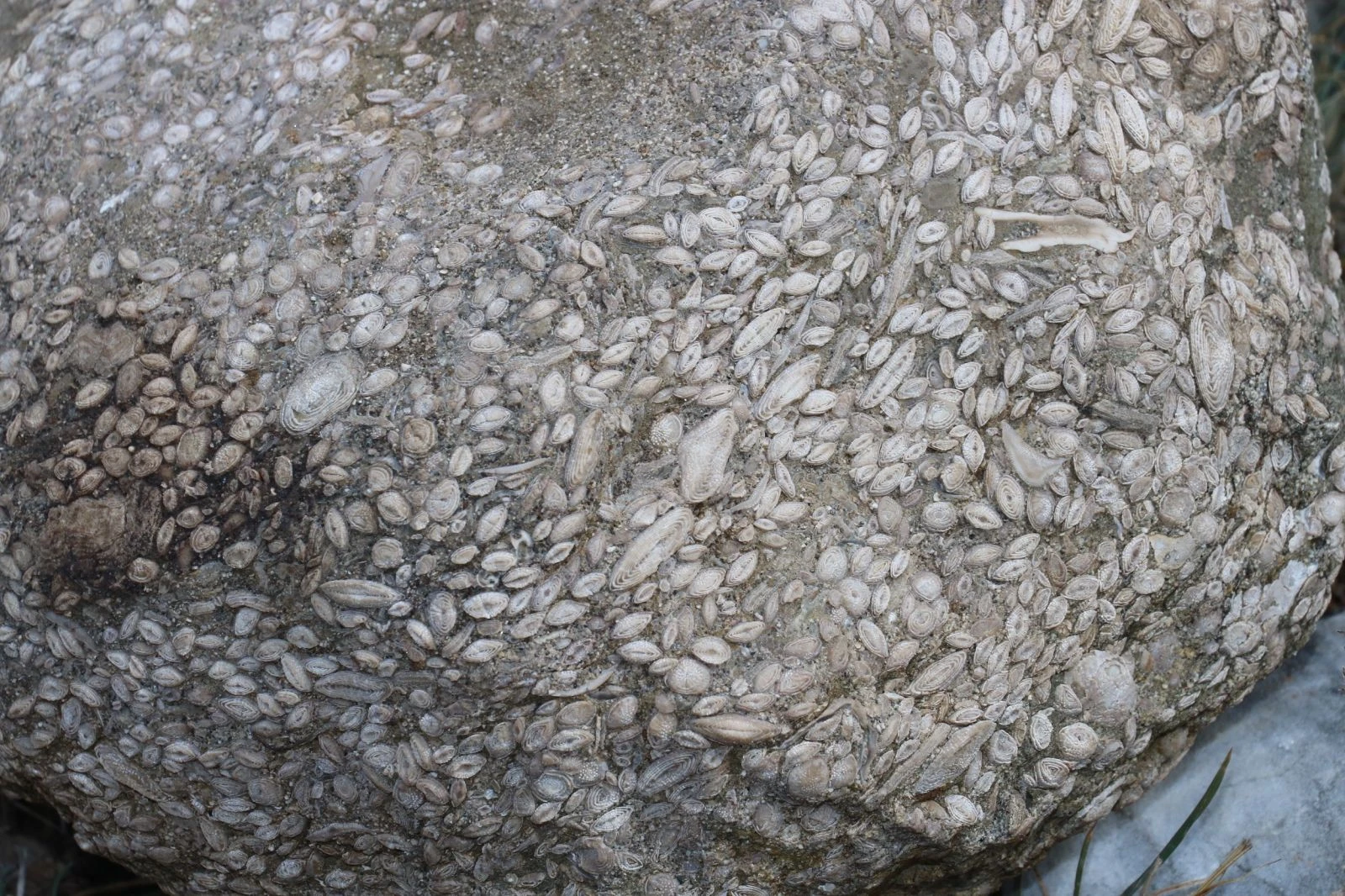 Sivas’ta Anadolu tarihini değiştirebilecek gelişme