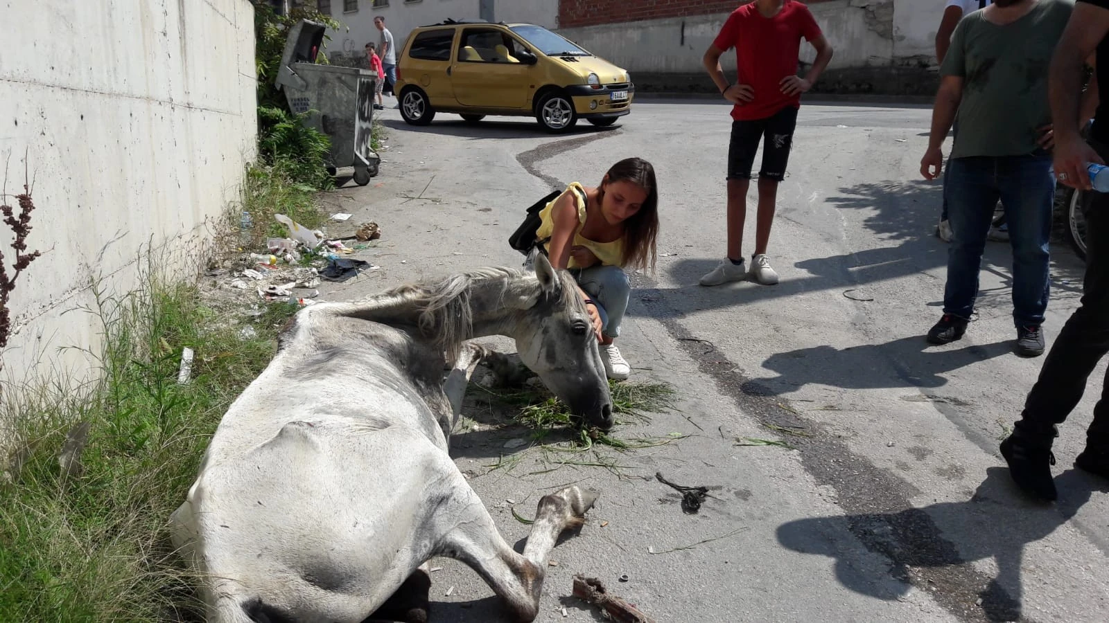 Yaralı atı sahibinin elinden JÖH personeli kurtardı