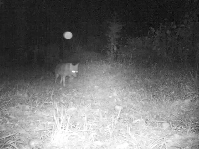 İki kez kazılan mezarda soru işaretlerini fotokapan da çözemedi