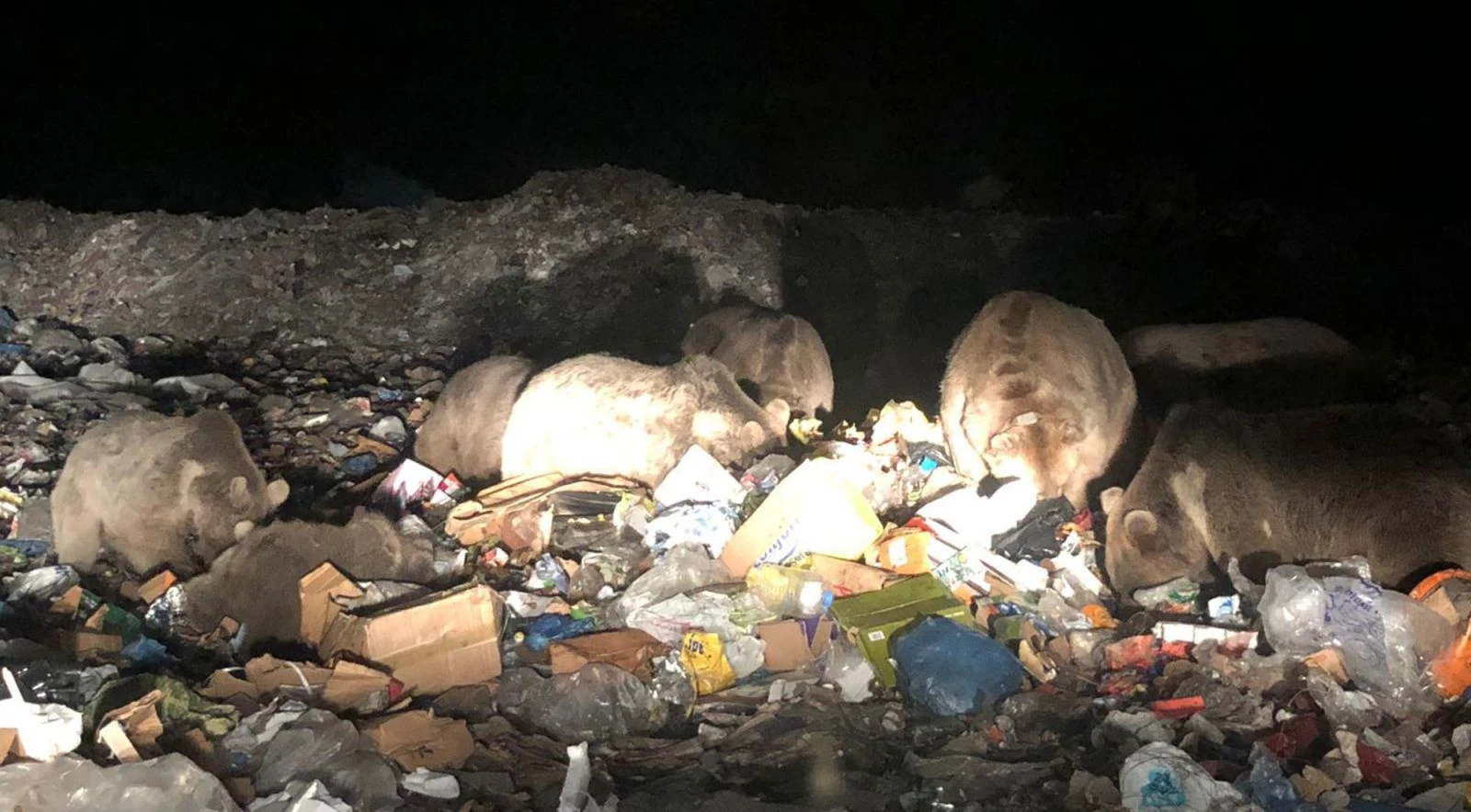 Sarıkamış’ta boz ayı ailesi görüntülendi