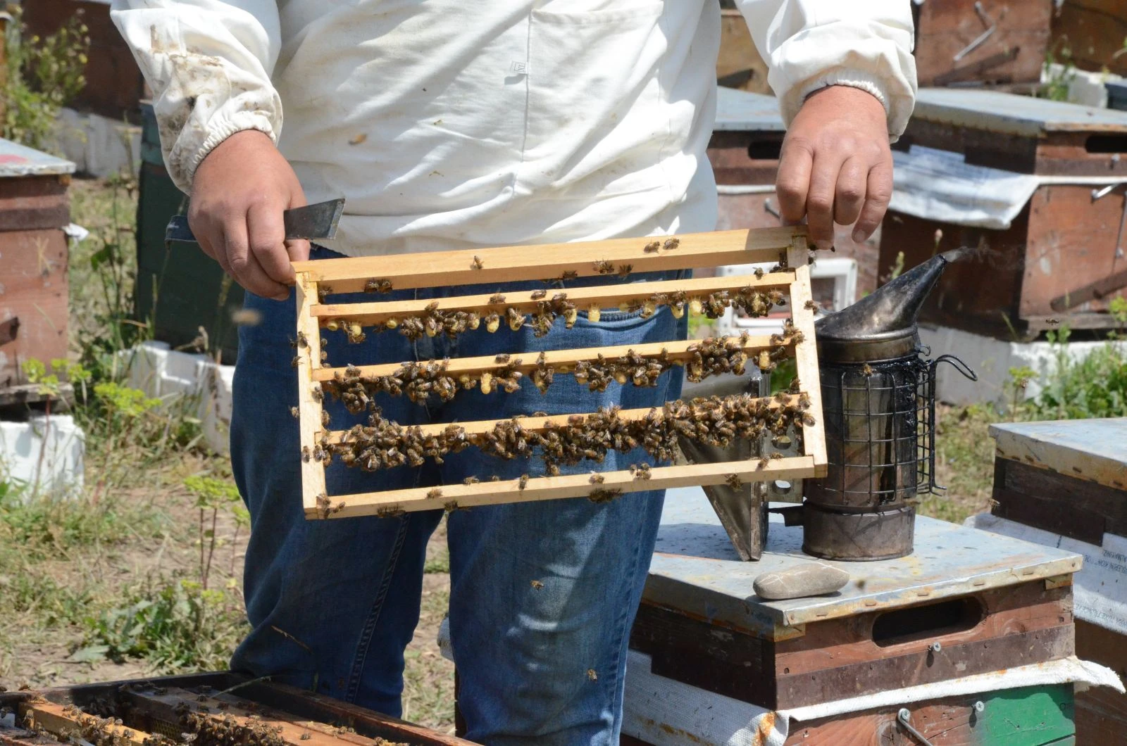 Gram gram üretiliyor! İhracat için hazır
