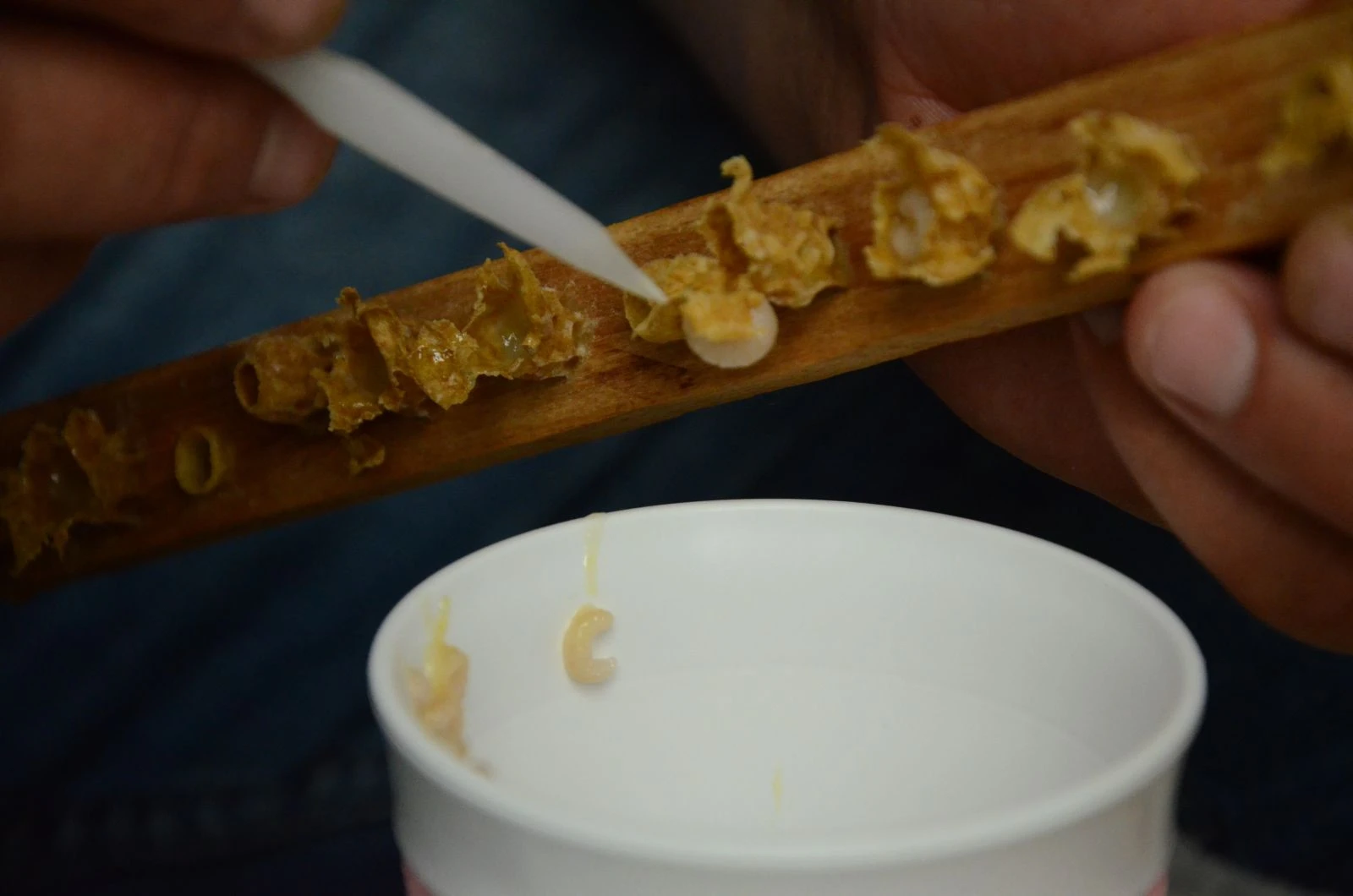 Gram gram üretiliyor! İhracat için hazır