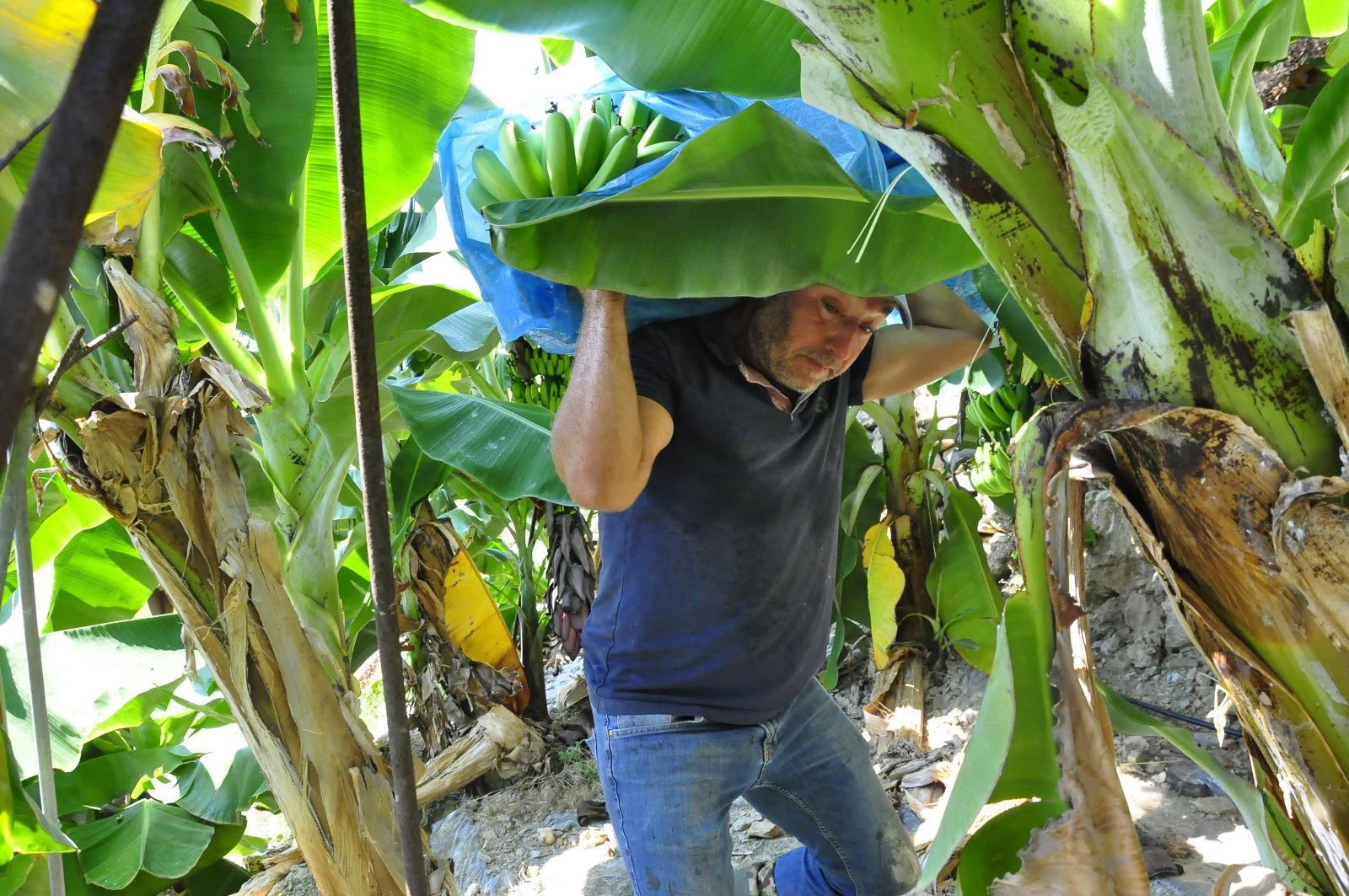 Tarlalardan sofraya zorlu yolculuk