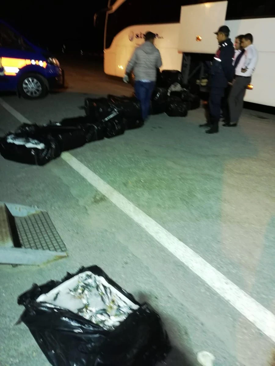 Otobüs bagajında yakalandı! 1,5 tonun hepsi imha edildi