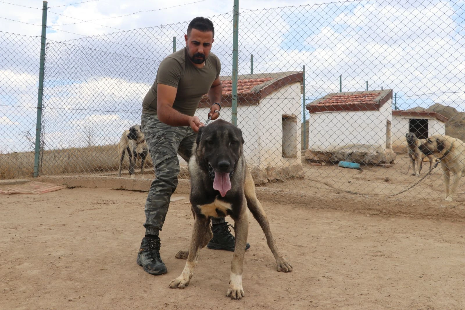 10 aylık Mega’nın değeri dudak uçuklatıyor
