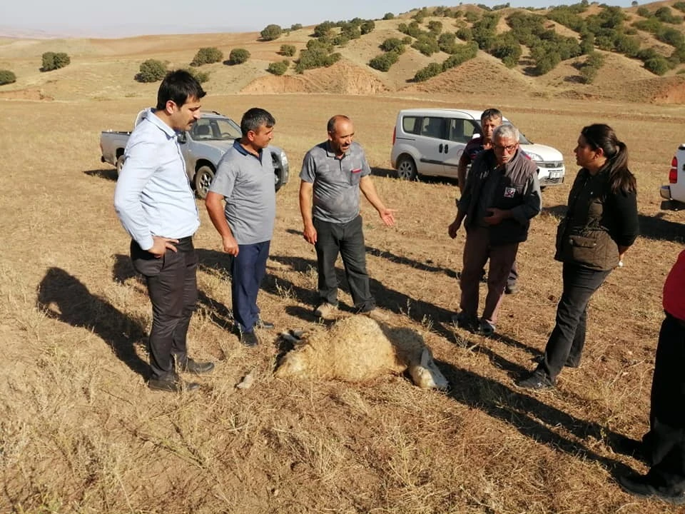 Kurtlar sürüye saldırdı, 10 koyun telef oldu