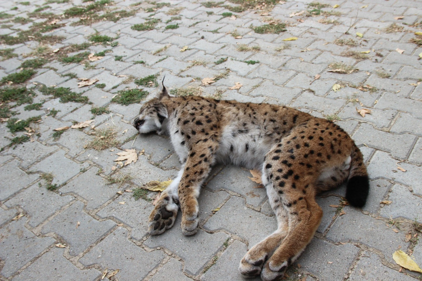 Nesli tükenme tehlikesindeki vaşak ölü bulundu