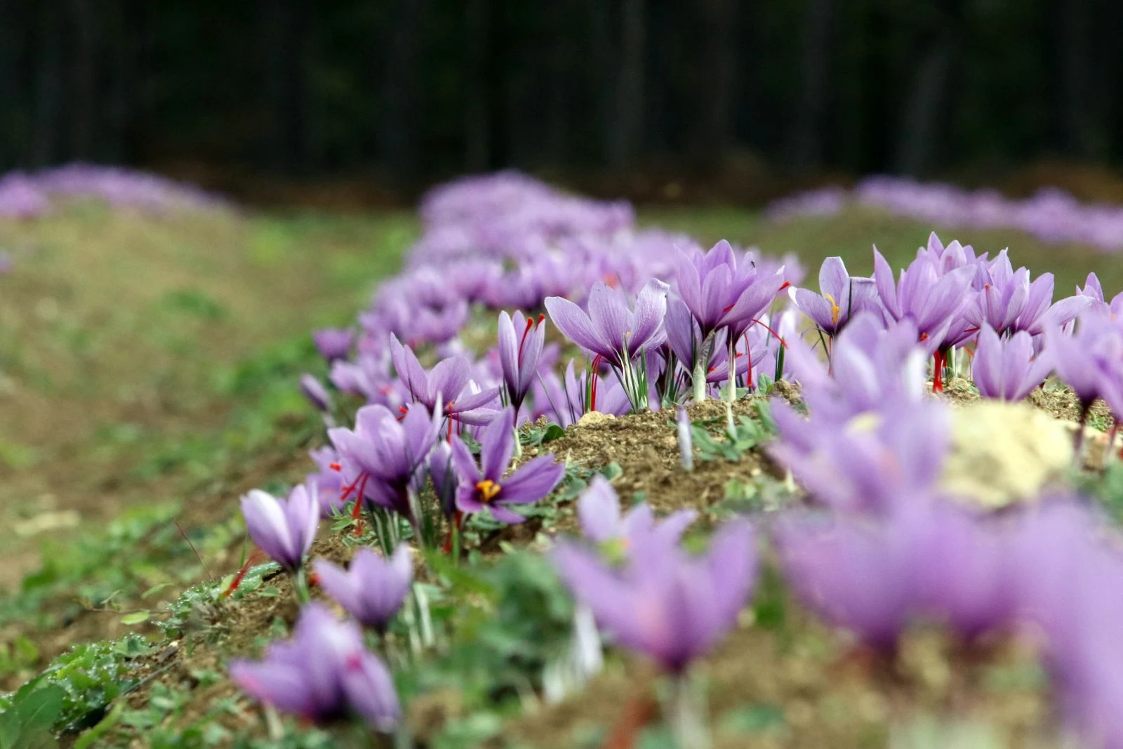 Dünyanın en pahalı baharatı üreticisinin yüzünü güldürdü