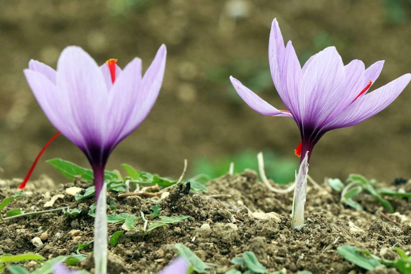 Dünyanın en pahalı baharatı üreticisinin yüzünü güldürdü