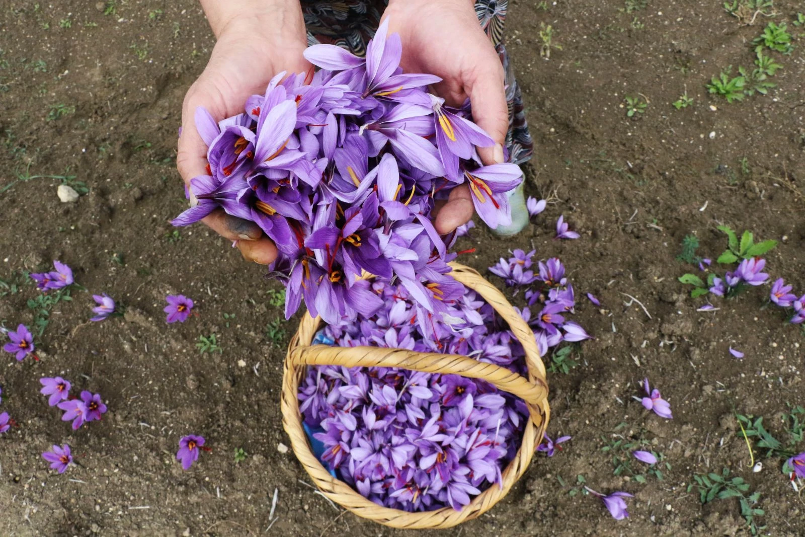 Dünyanın en pahalı baharatı üreticisinin yüzünü güldürdü